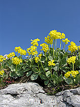 Photo: Flühblümchen auf Fels