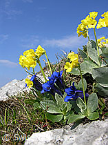 Photo: Flühblümchen und Clusius