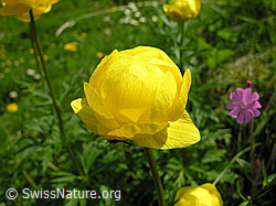 Foto: Europäische Trollblume, Ankebälli