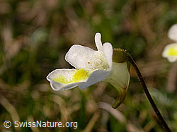 Photo: Alpen-Fettblatt, Blüte