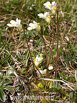 Photo: Alpen-Fettblatt