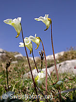 Photo: Alpen-Fettblatt