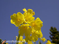 Photo: Flühblümchen, Blüten