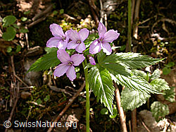 F023250: Fingerblättriger Zahnwurz