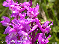 Photo: Männliches Knabenkraut, Blüte