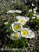 Foto: Alpen-Hahnenfuss