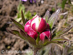 Photo: Narzissenblütige Anemone, Blütenknospe
