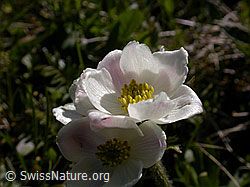 Photo: Narzissenblütige Anemone, Blüte