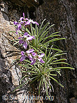 Foto: Walliser Levkoje (Matthiola valesiaca)