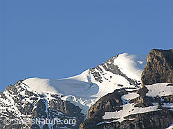 F024323: Morgenhorn