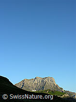 F024334: Ärmighorn