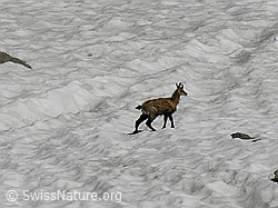Foto: Gämse auf Schneefeld