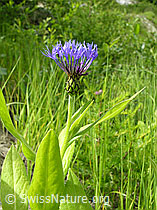 Foto: Berg-Flockenblume