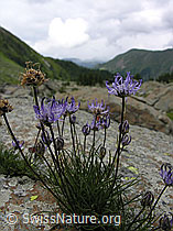 Foto: Halbkugelige Rapunzel (Phyteuma hemisphaericum)