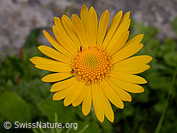 Photo: Clusius Gemswurz, Blüte