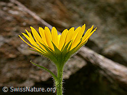 Photo: Clusius Gemswurz, Blütenkelch
