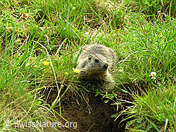 Photo: Murmeltier