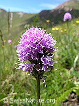 Foto: Kugelorchis