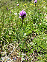 Foto: Kugelorchis, ganze Pflanze