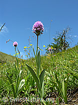 Foto: Kugelorchis