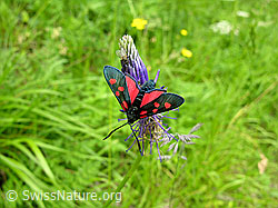 Photo: Grosses Fünffleck-Widderchen (Zygaena lonicerae)