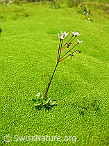 Foto: Moos mit sternblütigem Steinbrech (Saxifraga stellaris)