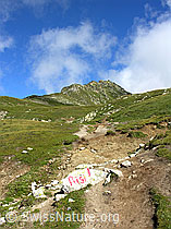 F026180: Risihorn