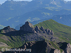 F026335: Lobhörner