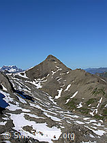 F026420: Wild Andrist