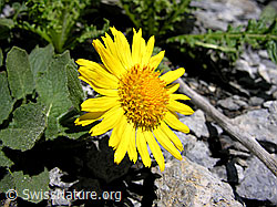 Foto: Grossköpfige Gemswurz, Blüte