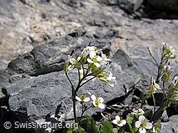 Foto: Gletscher-Felsenblümchen