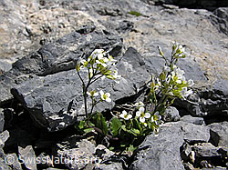 Foto: Gletscher-Felsenblümchen zwischen Steinen