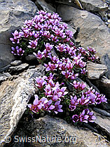 Photo: Gegenblättriger Steinbrech