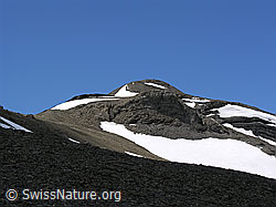 F026614: Hundshorn