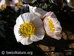 Photo: Gletscher-Hahnenfuss (Ranunculus glacialis)