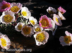 Photo: Gletscher-Hahnenfuss (Ranunculus glacialis)