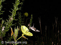 Agrius convolvuli an Zweijährige Nachtkerze (Oenothera biennis) (F026804) Agrius convolvuli an Zweijährige Nachtkerze (Oenothera biennis) (F026804)