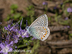 Hauhechelbläuling (Polyommatus icarus) (12.09.2003, F026809)