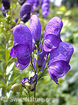 Dichtblütiger Eisenhut (F026829)