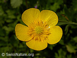 Fries Hahnenfuss (Ranunculus acris friesianus) (F026864) Fries Hahnenfuss (Ranunculus acris friesianus) (F026864)