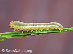 Unbekannte Raupe (F026953)