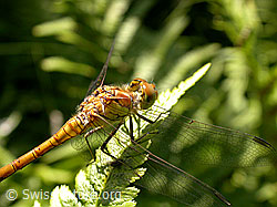 Grosse Heidelibelle (Sympetrum striolatum) (F026981)