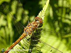 Grosse Heidelibelle (Sympetrum striolatum) (F026987)