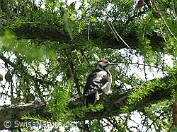 Buntspecht, Jungvogel (F027205)