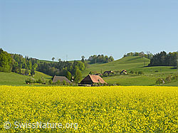 Foto: Rapsfeld und Bauernhöfe