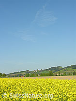 Foto: Blühendes Rapsfeld