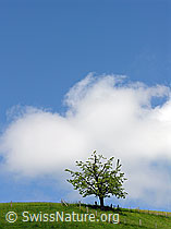 F027489: Kirschbaum und Weidezaun