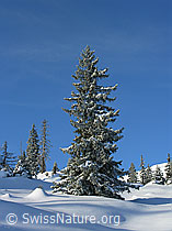 F032885: Tanne in unberührter Winterlandschaft