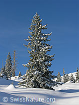 F032892: Schrattenfluh: Grosse Tanne mit Schnee