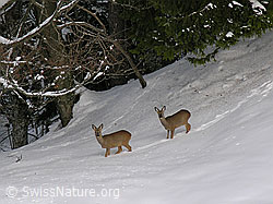Photo: Zwei Rehe in Winterlandschaft